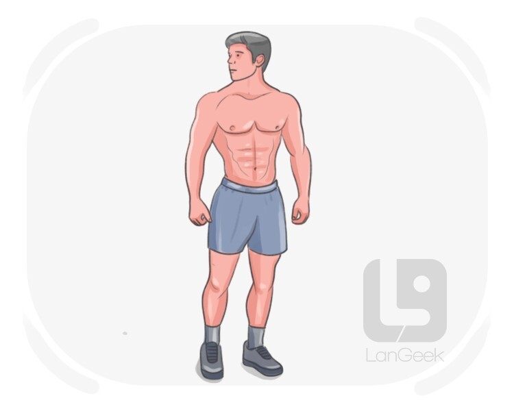 Dorito body definition and meaning