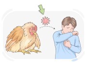 bird flu