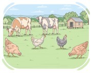 free-range