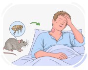 plague