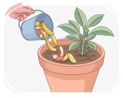 le compost