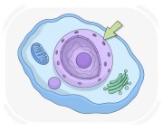 nucleus