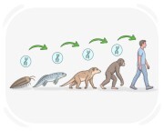 evolutionary